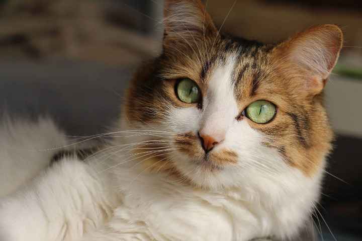 Et les animaux ? - 3