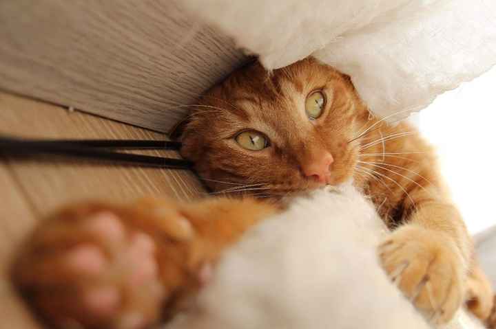 Et les animaux ? - 4