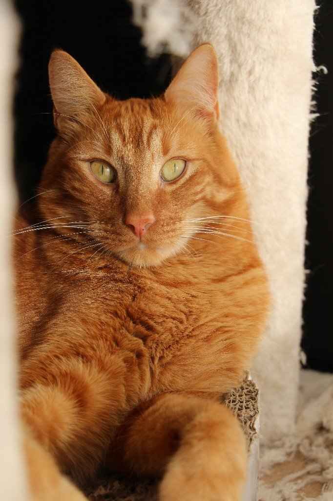  Mon petit bébé chat 😋 - 2