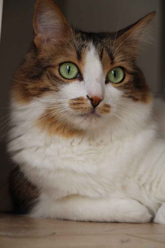  Mon petit bébé chat 😋 - 3