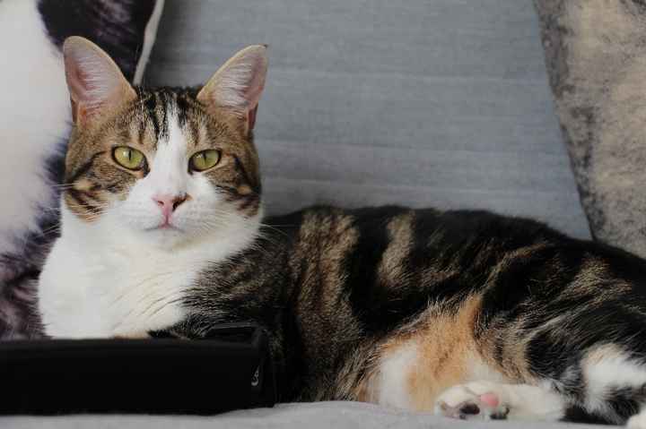  Mon petit bébé chat 😋 - 4