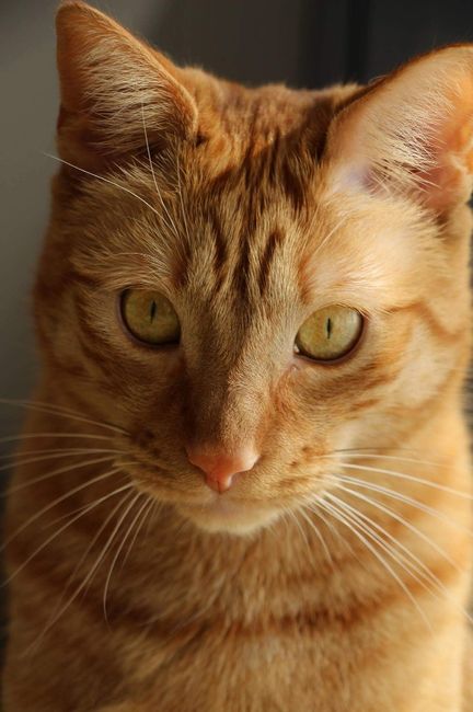 Et les animaux ? - 1