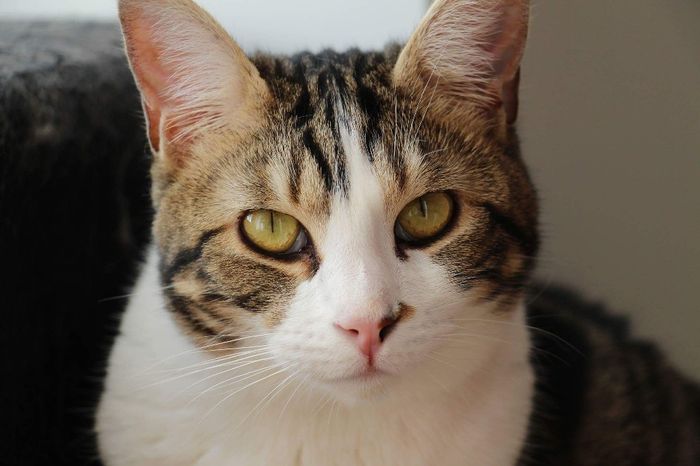 Et les animaux ? - 2