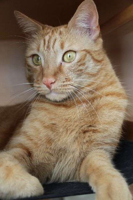  Mon petit bébé chat 😋 - 1