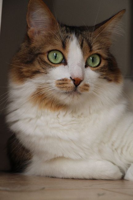  Mon petit bébé chat 😋 - 3