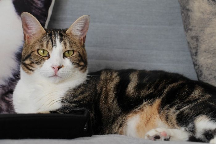  Mon petit bébé chat 😋 - 4