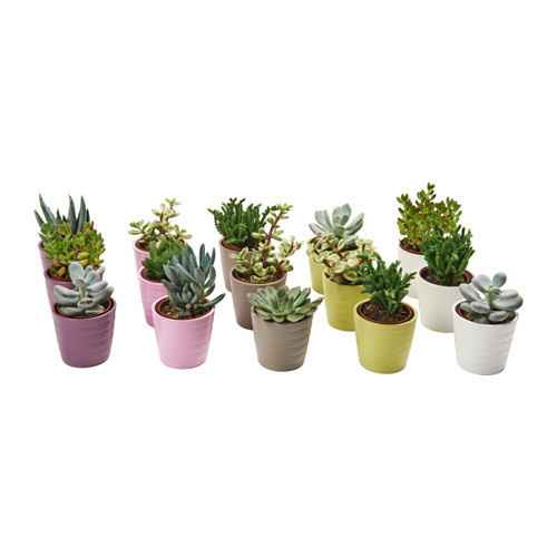 Décoration des tables et cadeaux pour les invités