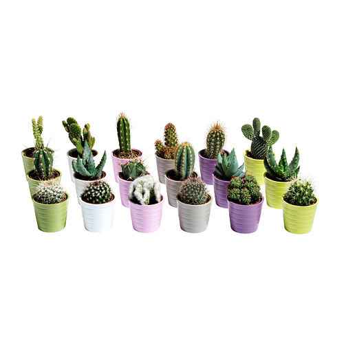 Décoration des tables et cadeaux pour les invités-les cactus