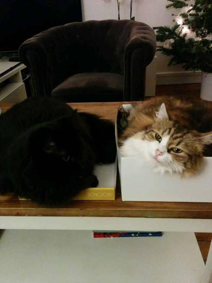 Votre petit compagnon - 1