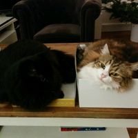 Votre petit compagnon - 1