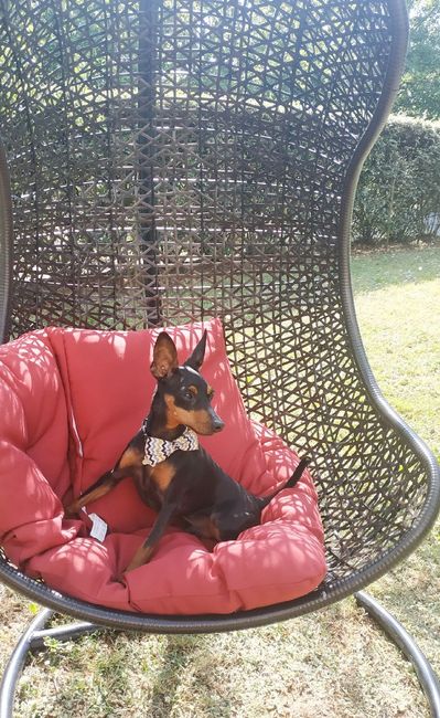 Avez-vous un animal de compagnie en commun ?🐶 20