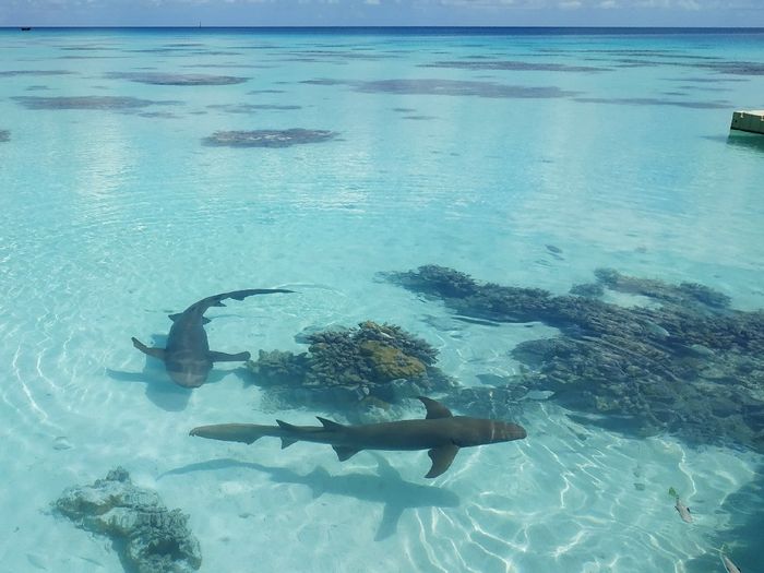 Lune de miel en Polynésie 🍯🌴 9