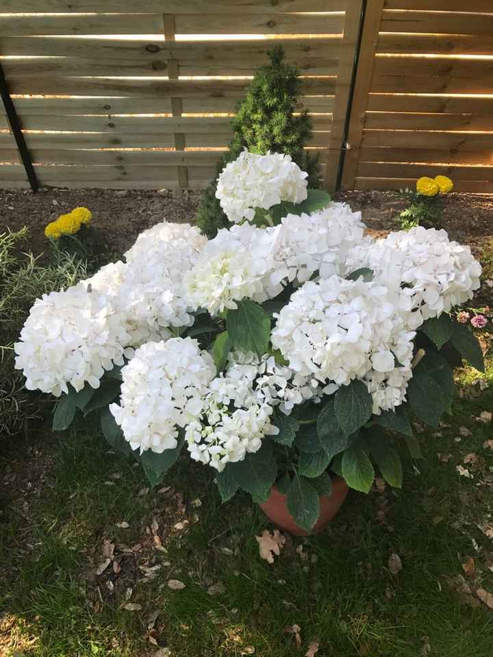 Inspiration autour de l'hortensia - 1