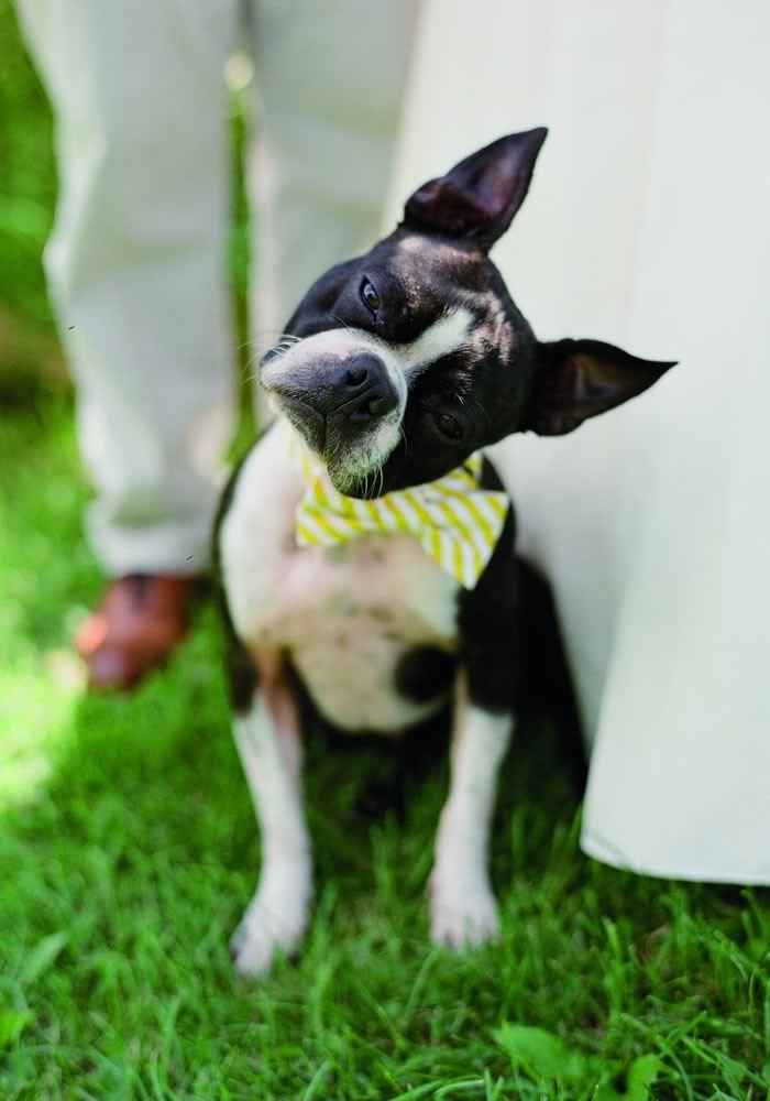chien 1 