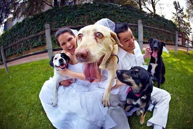 chien 3