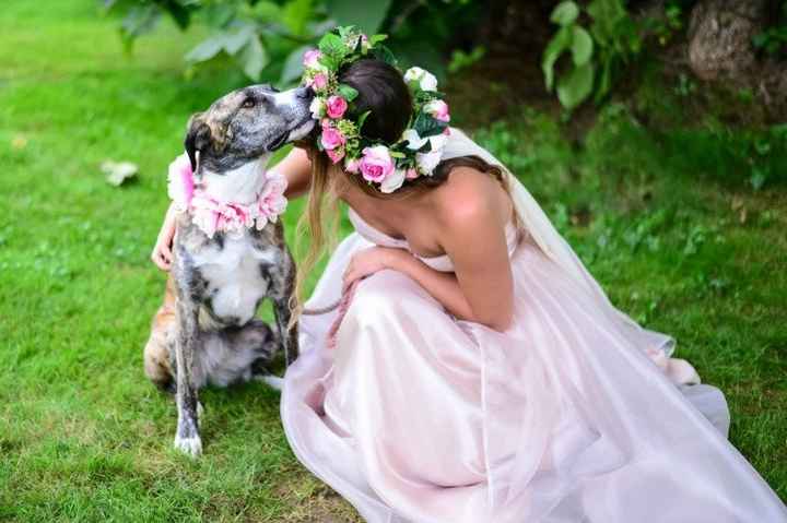 chien 5