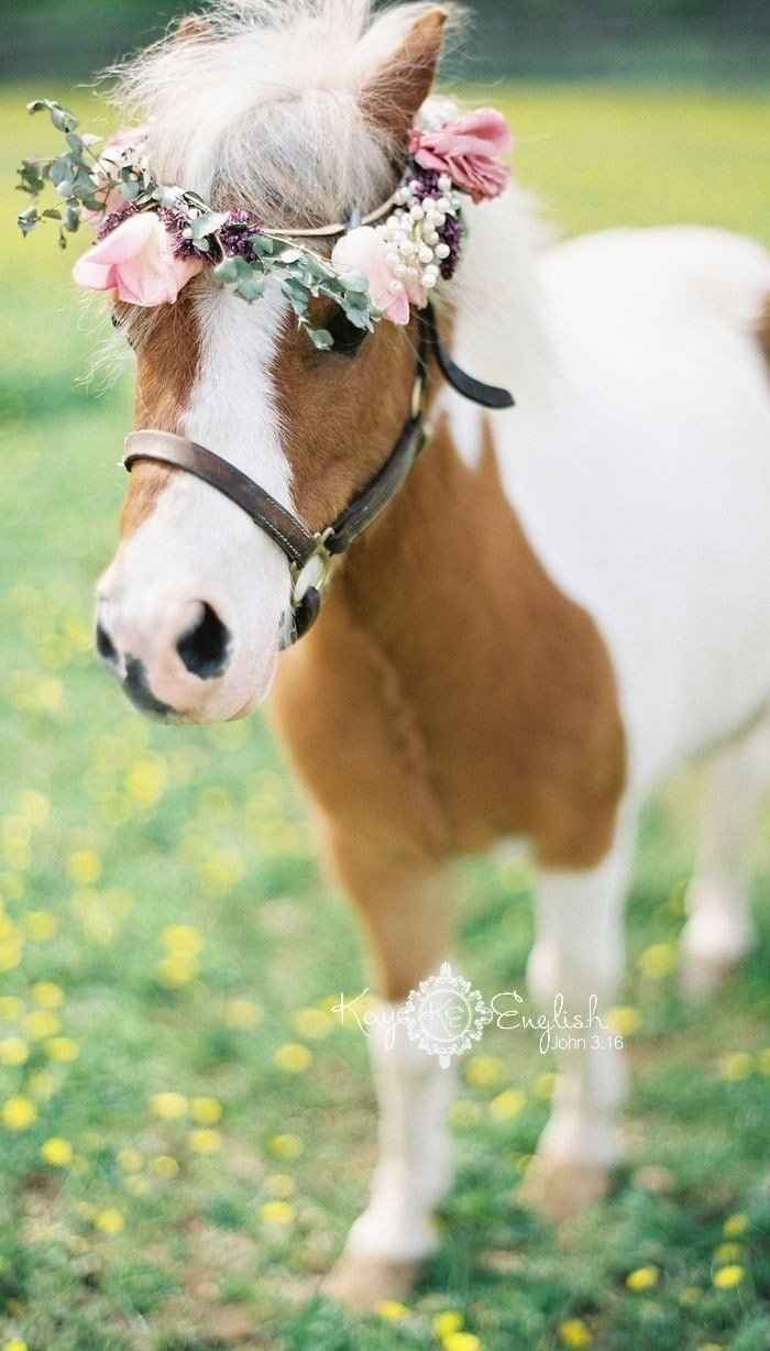 cheval 2