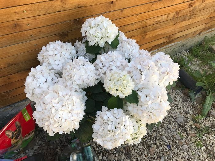 Des nouvelles fleurs 🌺 - 1