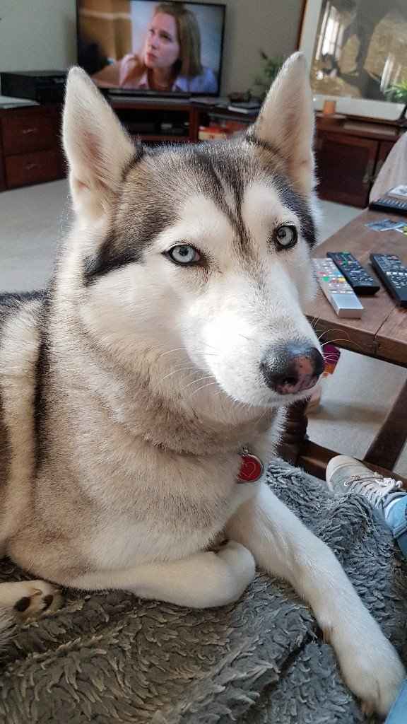 Animal, animaux, photos de nos chéris - 1