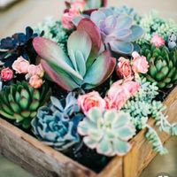 Cadeaux invités succulentes - 2