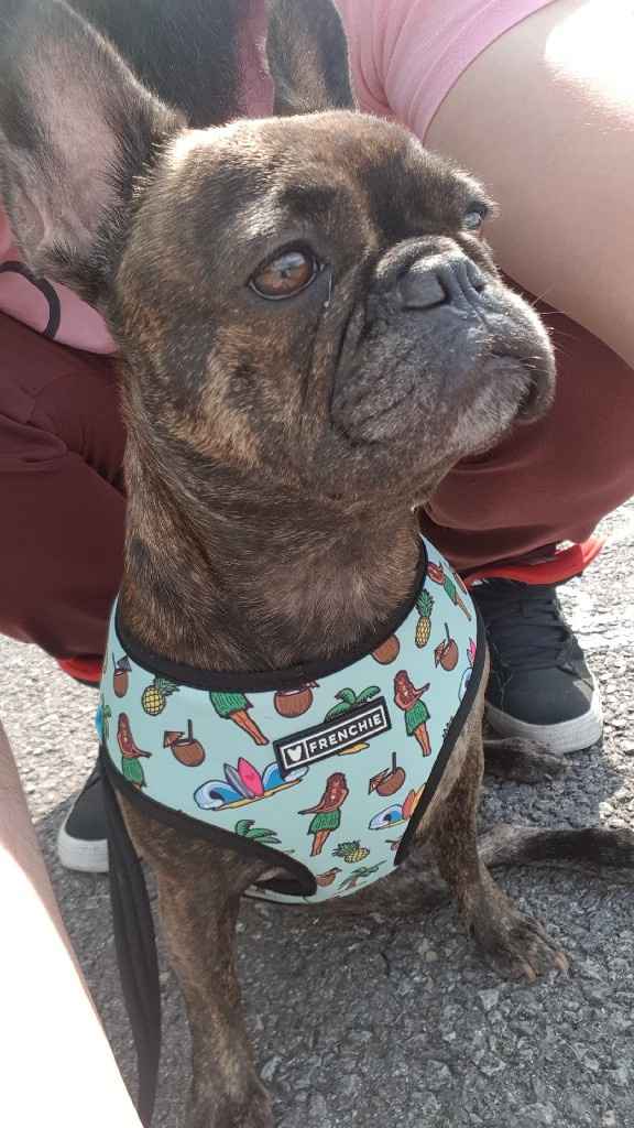 Comment s'appellent vos animaux poilus ? - 1