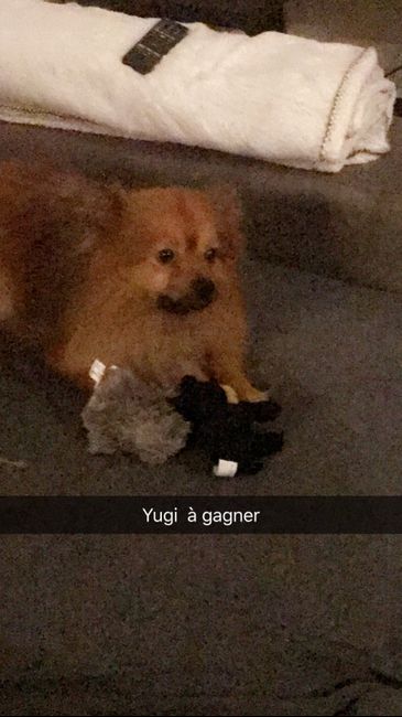 Implication de votre chien - 1