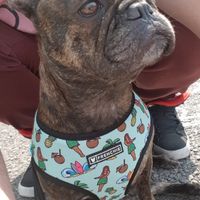 Comment s'appellent vos animaux poilus ? - 1