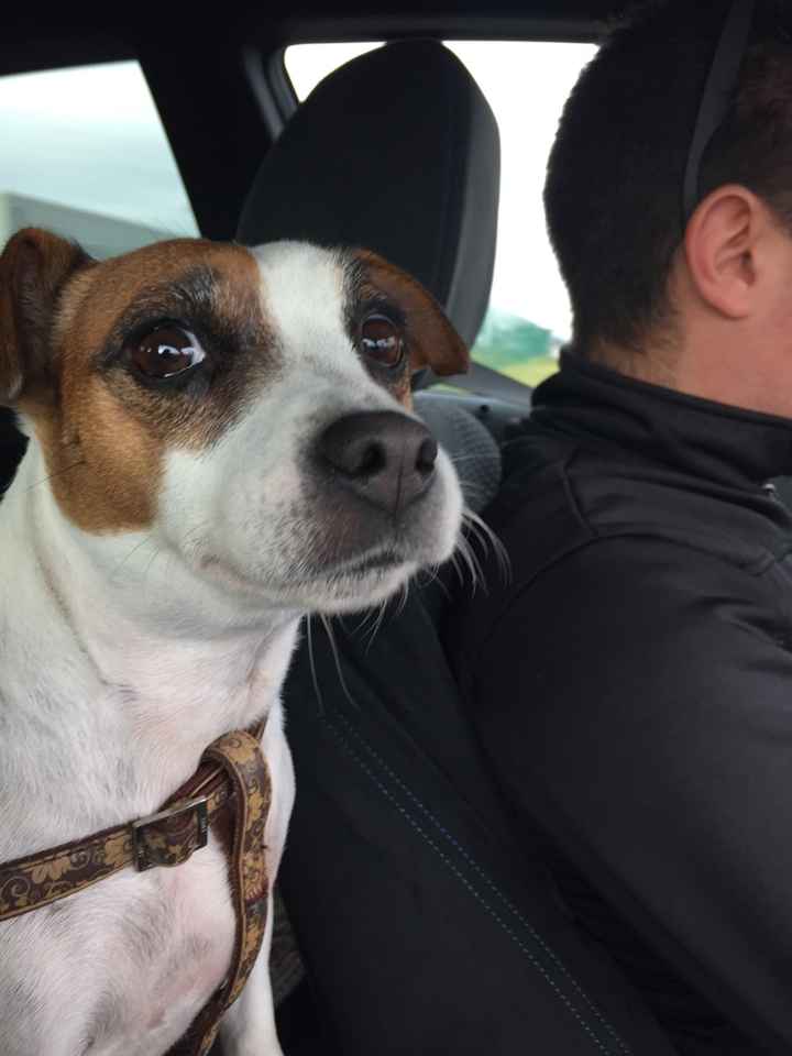 Si votre animal de compagnie était invité à votre mariage... - 1