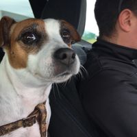 Si votre animal de compagnie était invité à votre mariage... - 1