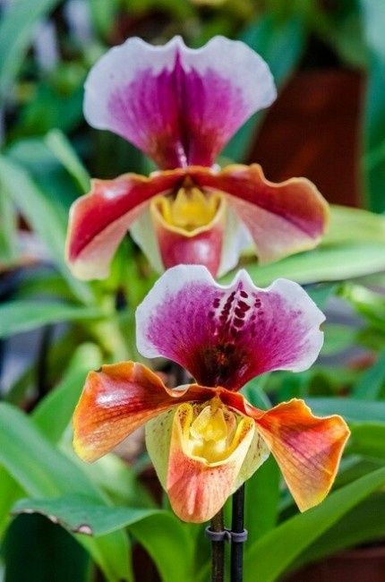 orchidée 