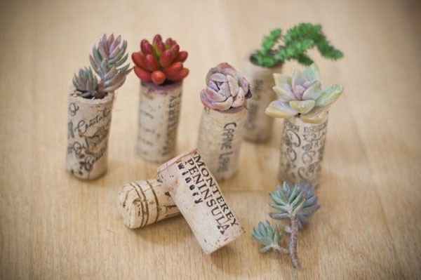 Succulentes dans des bouchons