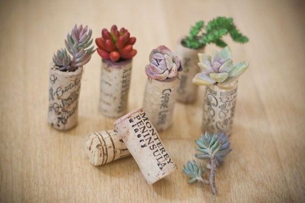 Succulentes dans des bouchons