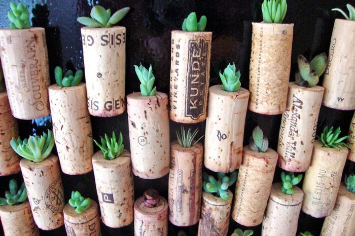 Magnétique succulente