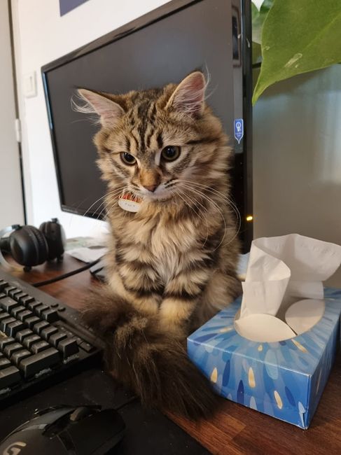 Et nos amis les animaux de compagnie !! 13