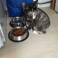 La nouvelle fille de la maison!!