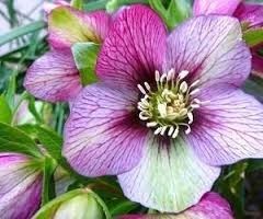 Helleborus