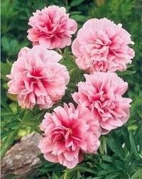 Pivoine