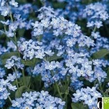 Myosotis