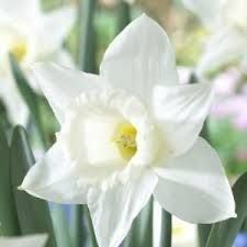 Narcisse
