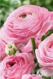 Pivoine