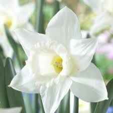 Narcisse
