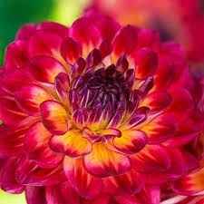 Dahlia