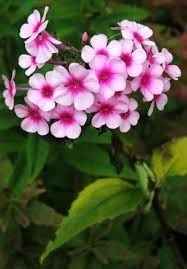 Phlox