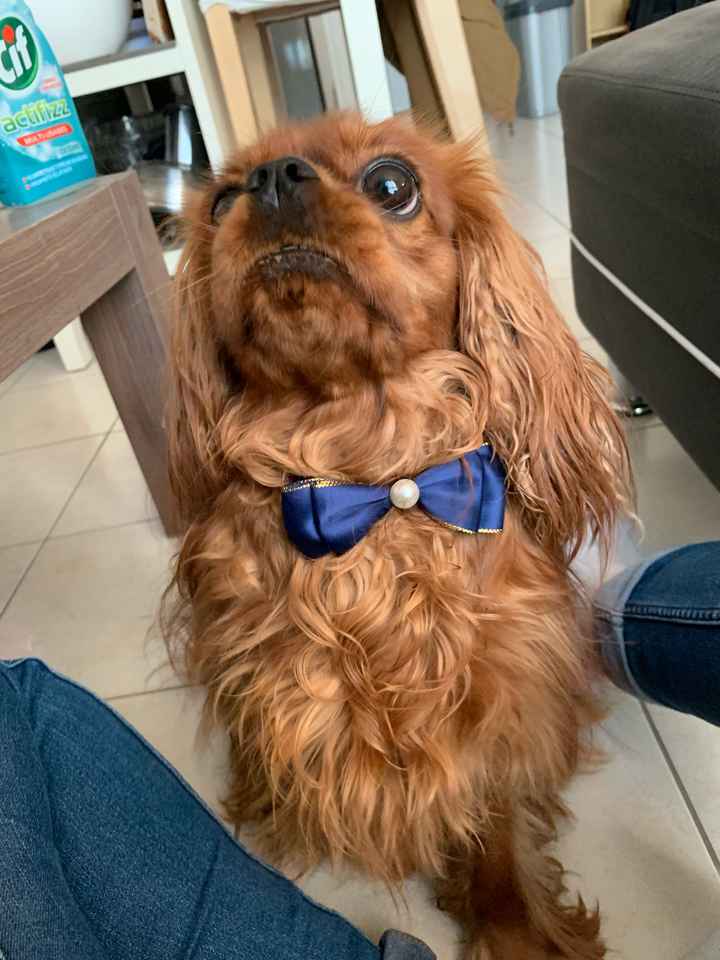 Nœud Papillon Chien - 1