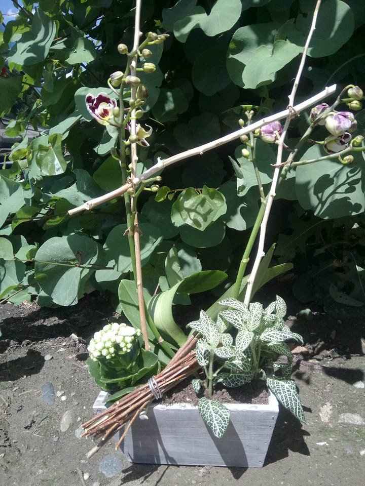Composition avec calencoé orchidée en bouton et plante avec structure