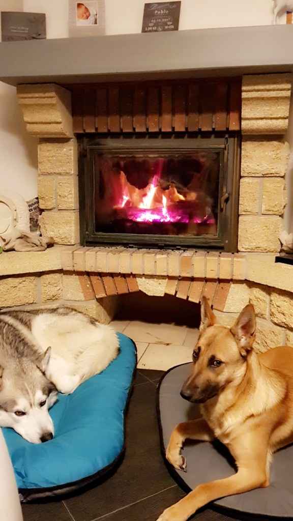 Pour ceux qui ont un CHIEN : le chien d'honneur !!! - 1
