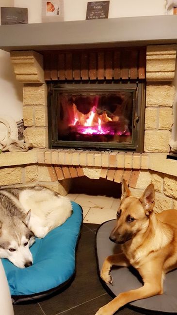 Pour ceux qui ont un CHIEN : le chien d'honneur !!! 15