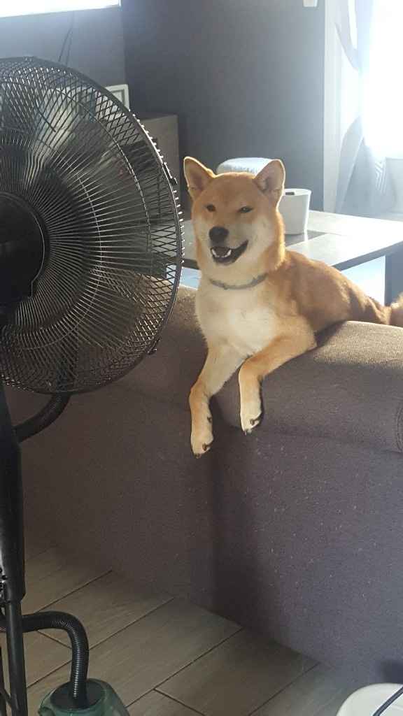 Urne thème automne forêt renard - 1