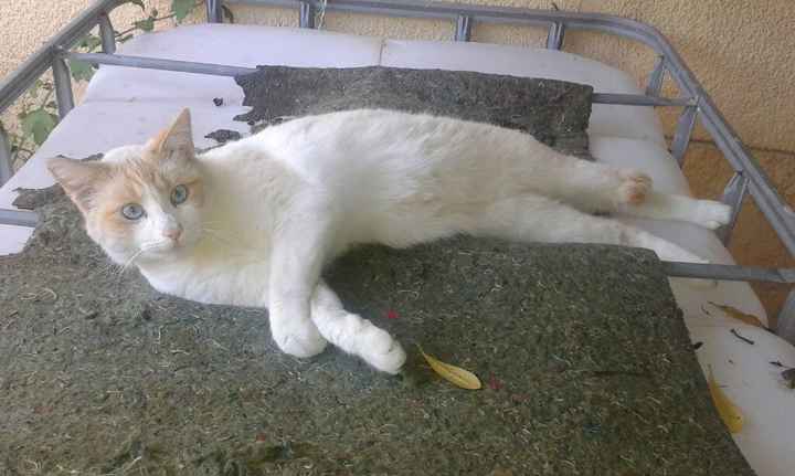 Vos animaux de compagnie ! - 1