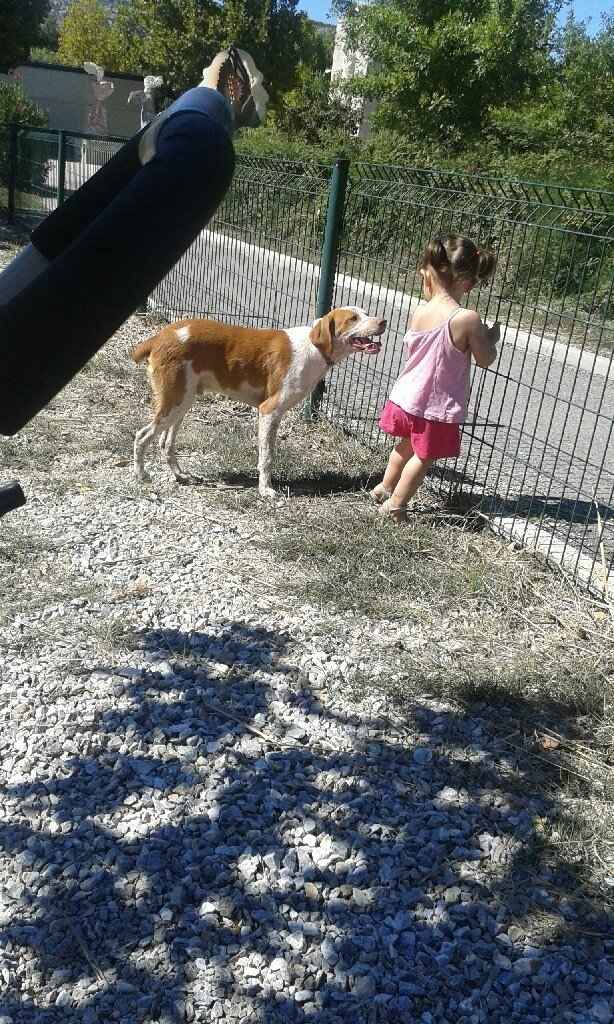 Vos animaux de compagnie ! - 2